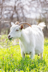 Fototapeta premium A white goat grazing in a meadow