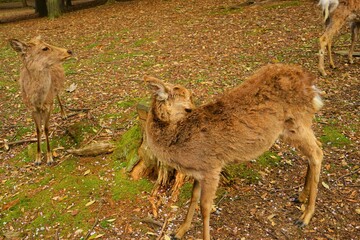 Flock of Female wild deer walking in Nara park, Japan, closeup view - 日本 奈良 奈良公園の鹿