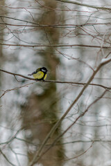 bird on a branch