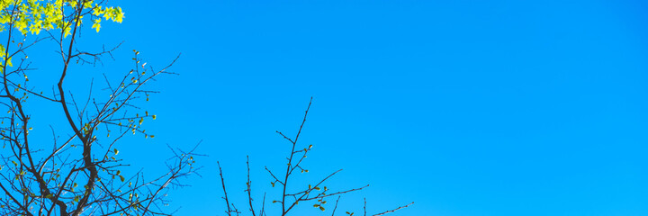 The beautiful spring background of the new leaves on the tree against the blue and clear sky. Selective focus.