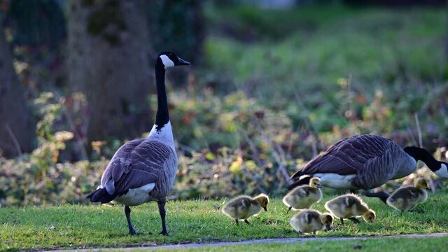 Canada goose family with goslings searchs food on the park meadow, spring,  (branta canadensis), germany