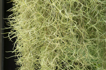 Close view of Spanish moss hanging from tree.