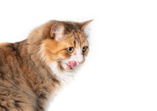 Cat licking lips while waiting for food or satisfied cleaning after eating. Side profile of cute multicolored longhair female kitty with long pink tongue out. Selective focus. Isolated on white.