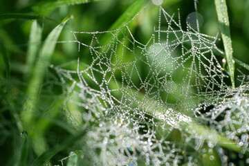 Tauperlen an einem Spinnenetz.