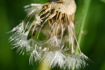 Tautropfen an sich auflösendem Samenstand eines Löwenzahnes. © funnyhill