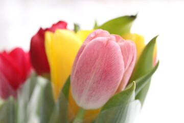 spring flower on the window, beautiful tulip, spring flowers, bouquet of tulips, romantic flower, cute tulip