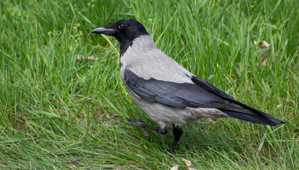 Gray with black crow on green grass.