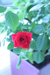 home blooming rose, a blooming flower, flower of love, red flower, rose is the flower of romance