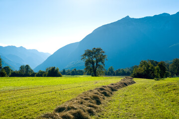 Hay lies on the mown alpine meadow © Yury Kirillov
