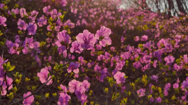 Gimbal sideways closeup cinematic early spring first flowers rose bushes rhododendron rosemary at romantic orange sunset. Sun rays through bright branches. Breathtaking plants rare natural phenomena