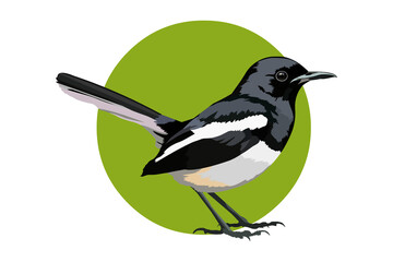 An Illustration of the Indian subcontinent bird Oriental magpie-robin. 