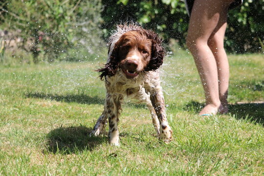 373 Best Cocker Spaniel Anglais Images Stock Photos Vectors Adobe Stock