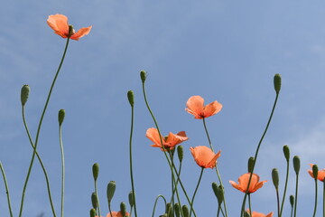 Fototapeta premium オレンジ色の花 ポピー