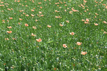 集合体恐怖症　オレンジ色の花　ポピー