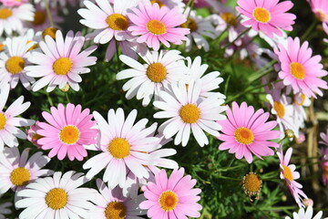 Obraz premium ピンク色の花