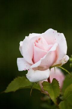 Pink Rose Blooming in a Garden