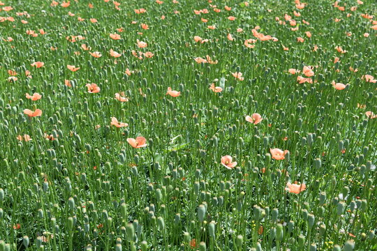 集合体恐怖症　オレンジ色の花　ポピー