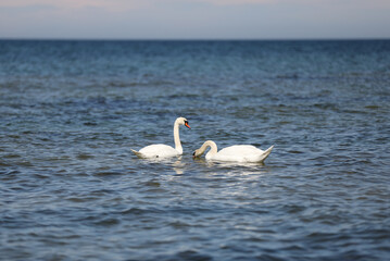 A pair of swans at Fridhem, Gotland Sweden.