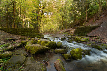 Wunderschöner Fluss im Wald 