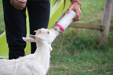  des chèvres au jardin 