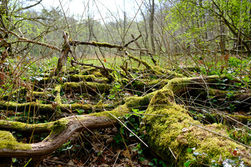 Vermooster umgestürzter Baum neben einem Waldweg