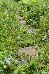 雑草が生い茂る小道