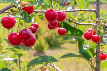 View of the organic cherry berries hanging on branches