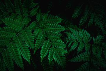 Fototapeta na wymiar closeup nature view of tropical leaf background, dark tone concept