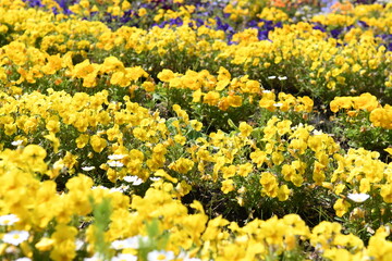 花壇のパンジーの花
