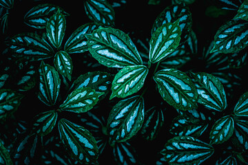 Full Frame of Green Leaves Texture Background. tropical leaf - obrazy, fototapety, plakaty