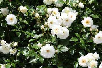 Fototapeta premium 白色の薔薇