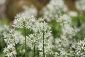 Blühender Bärlauch (Allium ursinum), Deutschland, Europa