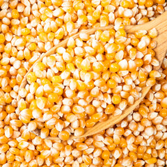 raw maize (corn) seeds in wooden spoon closeup