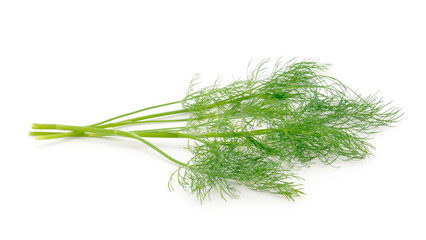 Close up shot of branch of fresh green dill herb leaves.