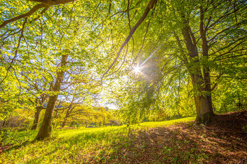 Biosphäre weite Landschaft Saarland ökowiesen ökologisch bliesgau biosphäre sonne sommer frühjahr öko grün nachhaltig blumenwiese blauer himmel sauber gepflegt landschaftspflege wald buch blätter 