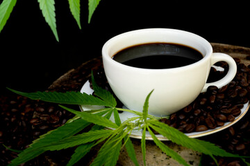 Coffee cups, coffee beans and cannabis leaves on black background The concept of drinking coffee with herbal ingredients, cannabis leaves, is legally licensed by law.