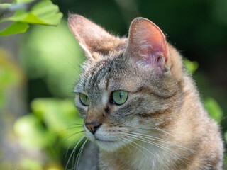 Fototapeta premium Portrait of a grey tabby cat with beautiful green eyes