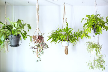 吊るし植物のハンギングプランターのグリーンがある室内