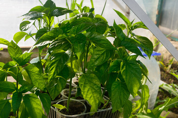 Seedlings of pepper with young green leaves. Growing eco products