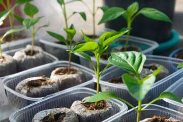 Pepper seedlings in separate containers with nutritious soil. Close-up, selective focus