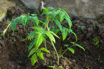 Young tomato bush with green leaves. Seedlings ground in early spring