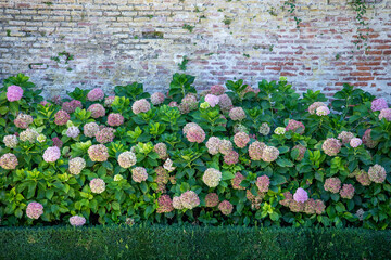 Hydrangea flowers (hortensia) in a French garden, the Bishop's palace, Albi, France.