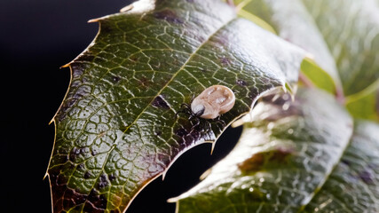 Engorged tick on a green leaf. Lyme disease caused by borrelia.