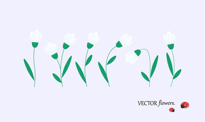 Vector set of snowdrop flowers in different shapes and sizes with a ladybug.