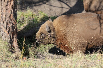 Plakat russion bison (yak) in park national park