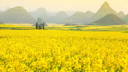 Yellow mustard flowers fields in full bloom in springtime.