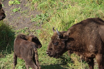 Fototapeta premium russion bison (yak) in park national park
