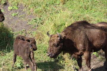 russion bison (yak) in park national park