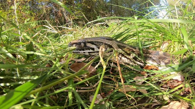 A large live python in the grass, clicking its tongue. The boa constrictor went hunting.  Animal wildlife background concept.