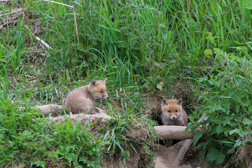 young fox (vulpes vulpes) of a few weeks old discovering the world and practicing his hunting skills to survive in the big world.